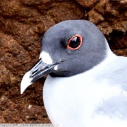 Swallow-tailed Gull 0411