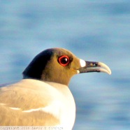 Swallow-tailed Gull 7450 B