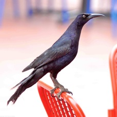Great-tailed Grackle  6116