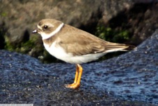Semipalmated Plover 6801
