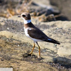 Semipalmated Plover 0290