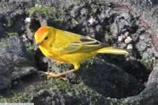 Yellow Warbler 6867