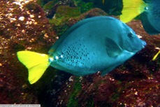 Yellow-tailed surgeon fish