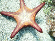 Sea Star P1020228