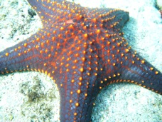 Sea Star P1020229