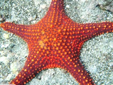 Sea Star P1020233