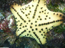 Sea Star P1020324