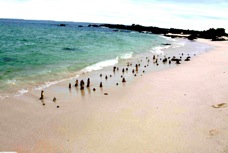 Santa Cruz Las Bachas Beach 0137