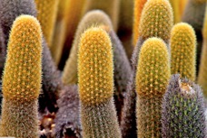 Fernandina Island Galapagos Cactus 8559