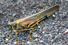 Fernandino Island Grasshopper 1762