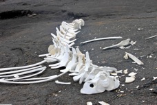 Fernandina Isalnd Whale skeleton 1767