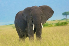 Elephant 8899.jpg