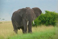 Elephant 8905