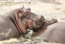 Hippo Pool Serengiti Sc.jpg