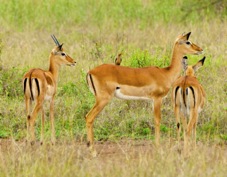 Impala male and female 7103