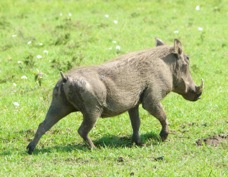Warthog Common 9541