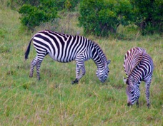 Zebra Masa Mara Sa 0047