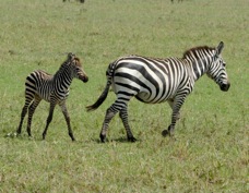 Zebra Plains baby and adult 0008