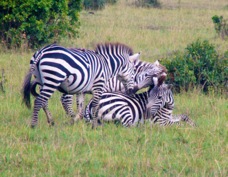 Zebra gagle  Sa 0067
