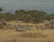 Zebras Tanangire Nat Park 7519.jpg