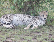 Cheetah Masai Mara Sa 007.jpg