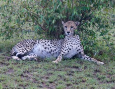 Cheetah Masai Mara 0011.jpg
