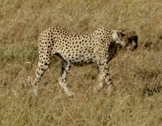 Cheetah 0269