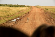 Cheetah on the road.jpg