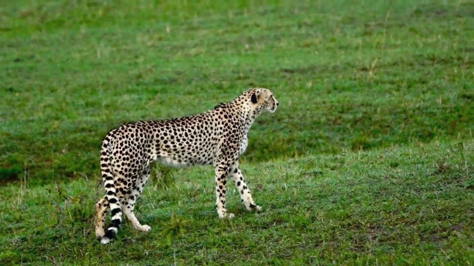 Cheetah stalking Gazelles.m4v