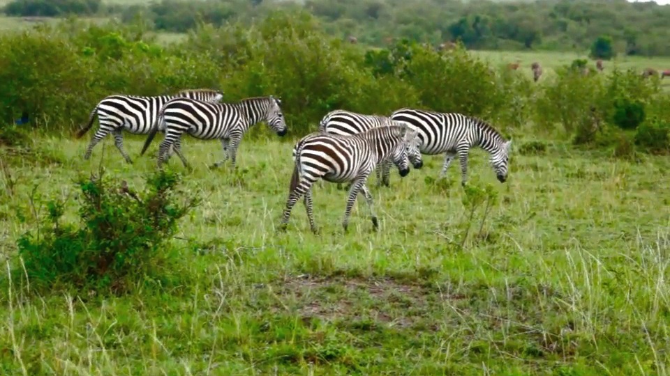 Zebras.m4v