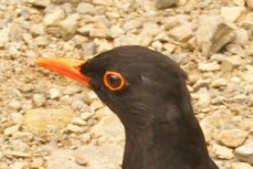Blackbird male 7801