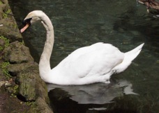 Mute Swan 2325