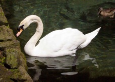 Mute Swan 2327