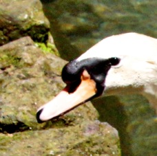 Mute Swan 2316
