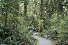 Trail in Fiordland Park B 7031