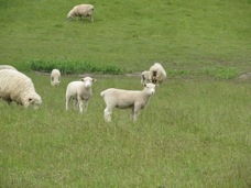 Sheep 933