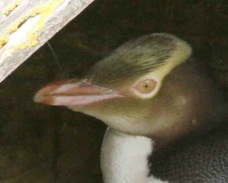 Yellow-eyed Penguin 2171