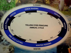 Yellow-eyed Penguin cycle