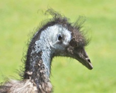 Emu 1507