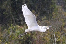 White Heron B 2448