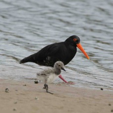 Variable Oystercatcher_chick 5790