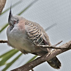 Crested Pigeon 1595