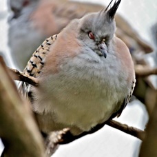 Crested Pigeon 1613