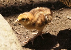 Lady Amherst Pheasant chick 4852