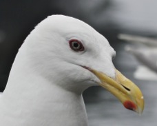 Glaucous-winged Gull Breeding 7632