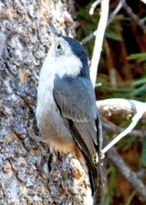 White-breasted Nuthatch 5437