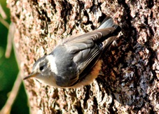 White-breasted Nuthatch 6029