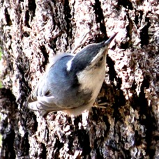 White-breasted Nuthatch 5432