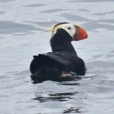 Tufted Puffin 8062