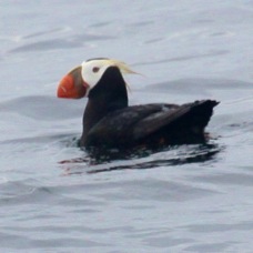 Tufted Puffin 8074